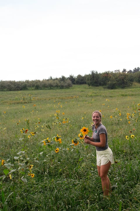 Smiling woman in casual clothes picking sunflowers in a green field with trees in the background